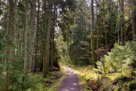 Norwegian companies partner with Equinor on renewable biofuel project Thumbnail