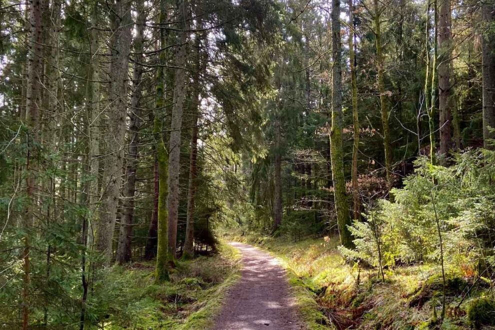 Norwegian companies partner with Equinor on renewable biofuel project